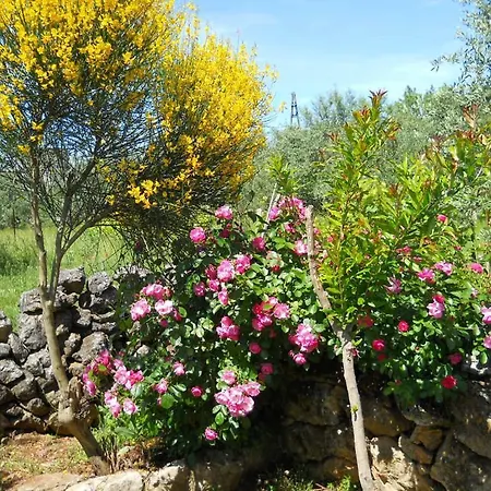 Branimir Апартаменты